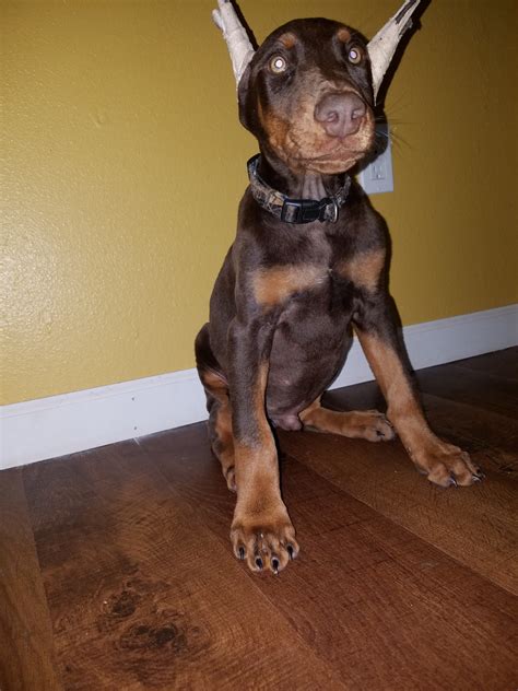 Cut several more straps about 5 inches long. . Doberman puppies for sale houston